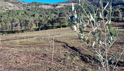 Cuglieri, 500 alberi per riforestare il Montiferru