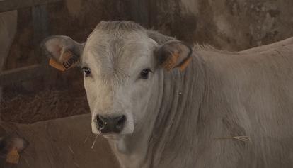 Gli allevatori di razza bovina piemontese colpiti dai rincari dei costi