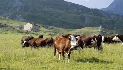 Nuovi casi a Busachi, stop alla movimentazione del bestiame
