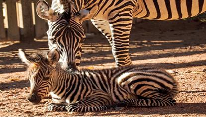 Nato al bioparco Zoom il primo cucciolo di zebra