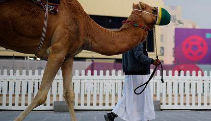 Mers, cos'è l'influenza del cammello temuta tra i tifosi di rientro dal Qatar
