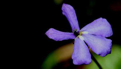Nuova pianta sarda: cresce in Ogliastra con fiori lilla 