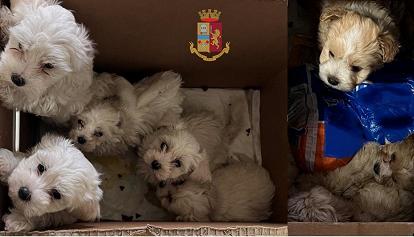 Sequestrati cuccioli di maltese