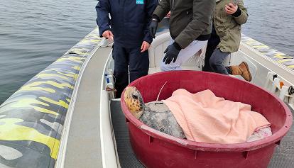 Due tartarughe protette tornano nel mare di Rimini
