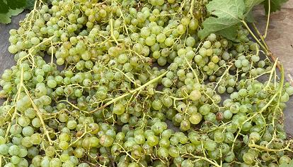 Grandinata si abbatte su Berchidda, distrutto 70% di uva