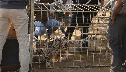 70 anni dopo loro estinzione, Modi 'regala' 8 ghepardi all'India