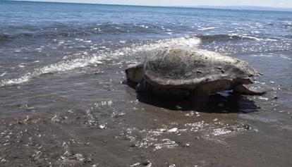 Un nido di tartarughe marine sulle spiaggia di Policoro