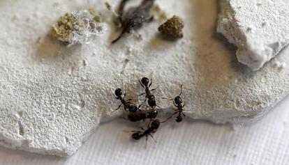 Klimakrise macht Ameisen aggressiver