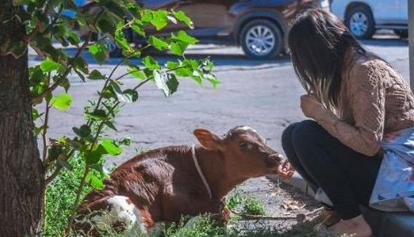 Americana porta un vitello sulla Piazza Rossa: 13 giorni di reclusione e 300 euro di multa