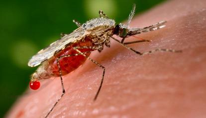 Che cos'è la febbre Dengue e perché se ne parla in Italia