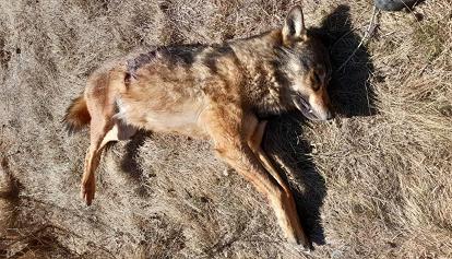 L'allarme di Enpa: "È emergenza bracconaggio contro i lupi"