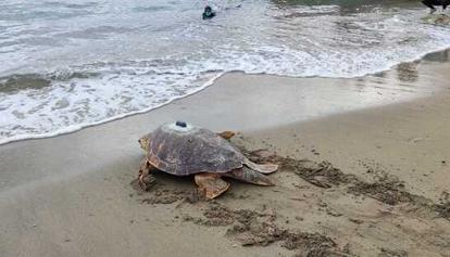 Vico Equense: due tartarughe Caretta Caretta tornano in mare, si tratta di Osimhen e Fast