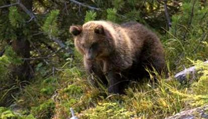 Il Tar di Trento sospende l'abbattimento degli orsi JJ4 e MJ5: "Pericolosità non accertata"