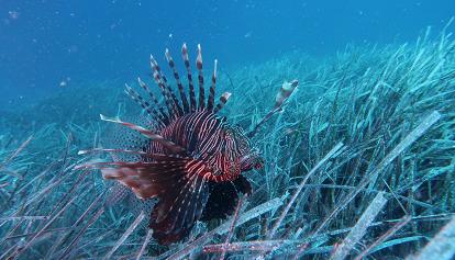 Pesce scorpione, Ispra: “Attenzione, nuovi avvistamenti in Calabria”
