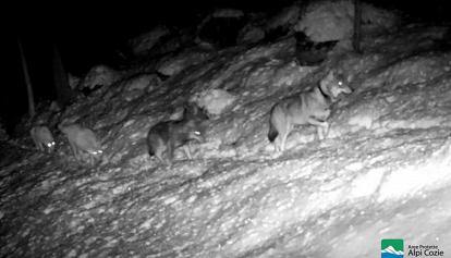 Lupi Cane, riprende la cattura degli ibridi in Val di Susa