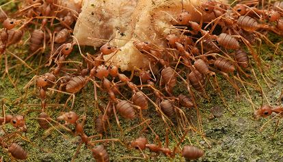 La "formica di fuoco" è arrivata in Italia, allarme degli scienziati