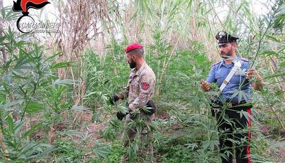 Droga, blitz nella piana di Gioia Tauro: scoperte 1000 piante di marijuana