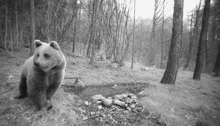Un orso ripreso da una fototrappola (Foto F.Cadonna - Archivio Servizio Foreste e fauna PAT)