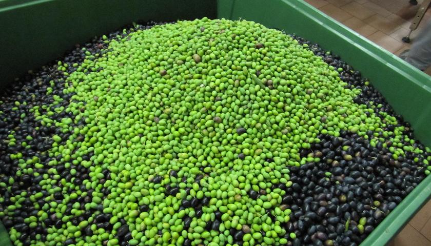 Insgesamt wurden heuer über 5.000 Kilogramm Oliven geerntet.