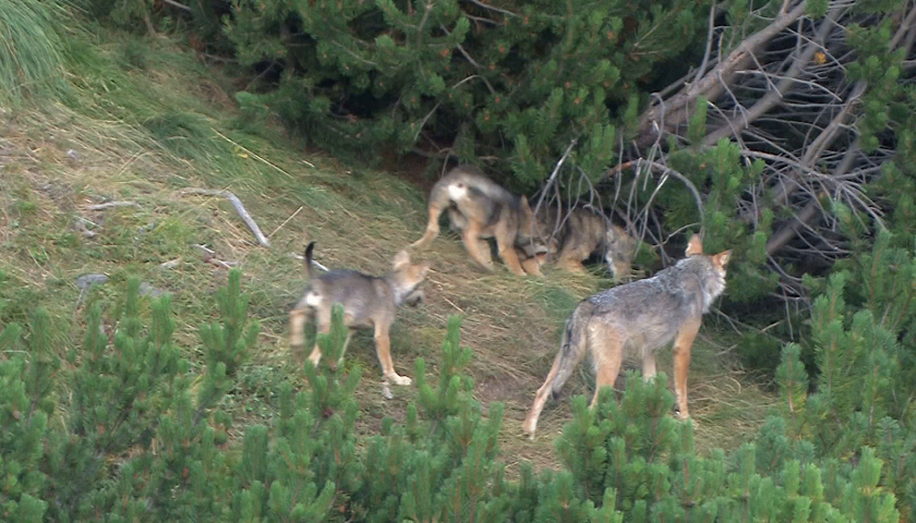 Cresce il numero dei lupi in Trentino