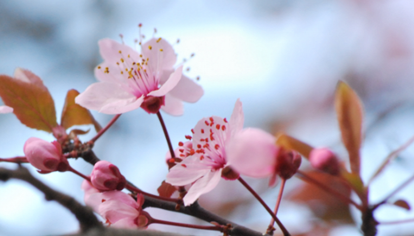 Un ramo di fiori di ciliegio