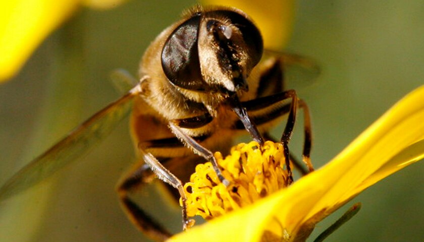 50 miliardi di api già sveglie in tutta Italia
