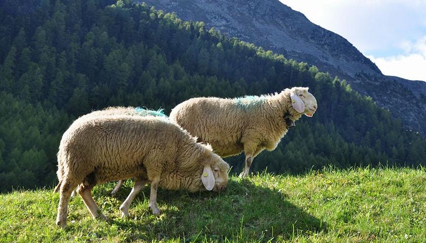 Das Schnaler Schaf wird in das Netzwerk der biologischen Vielfalt 