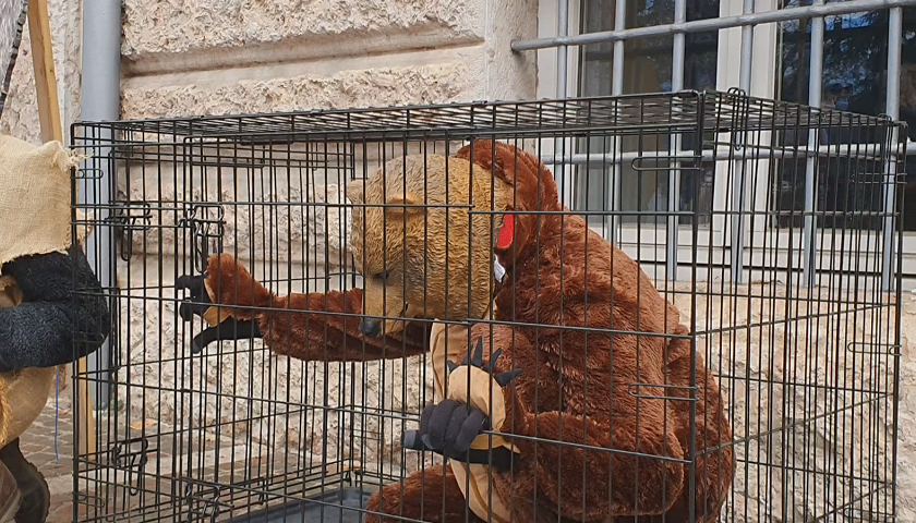 Un orso (finto) in gabbia per protesta