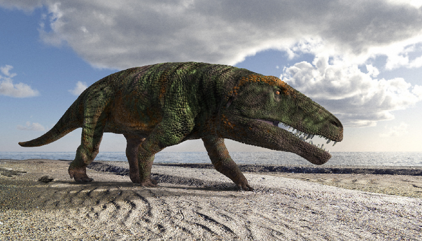 Una ricostruzione dell'arcosauro che potrebbe aver lasciato le impronte