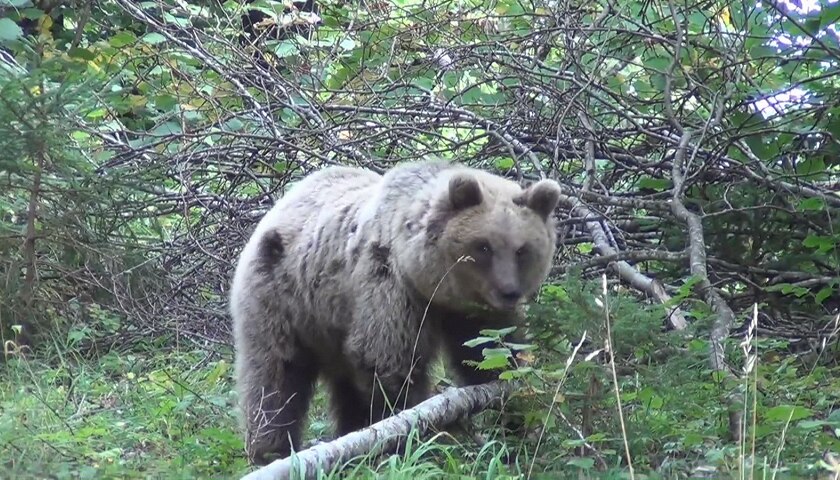 Un orso in Trentino