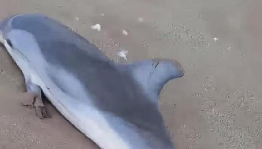 Delfino spiaggiato a Fuscaldo