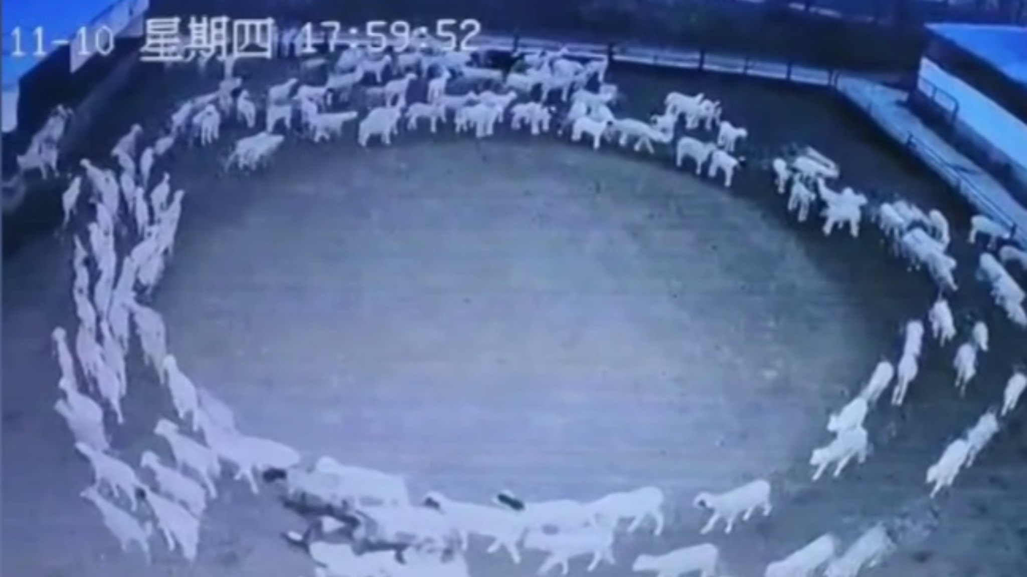 Mistero sul gregge di pecore che da 12 giorni si muove in cerchio