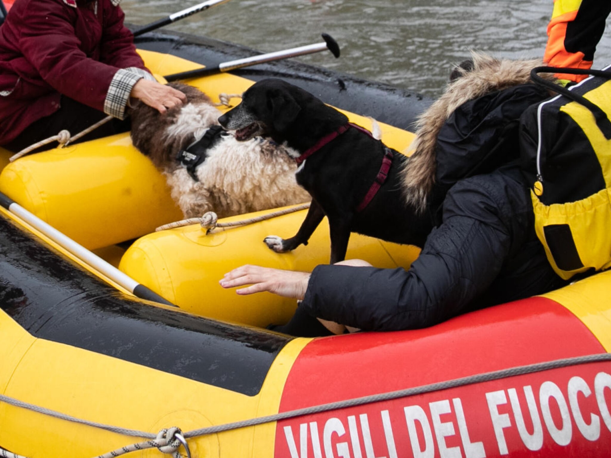 La Federazione Ambulanze Veterinarie in partenza per soccorrere gli animali  dell'Emilia Romagna