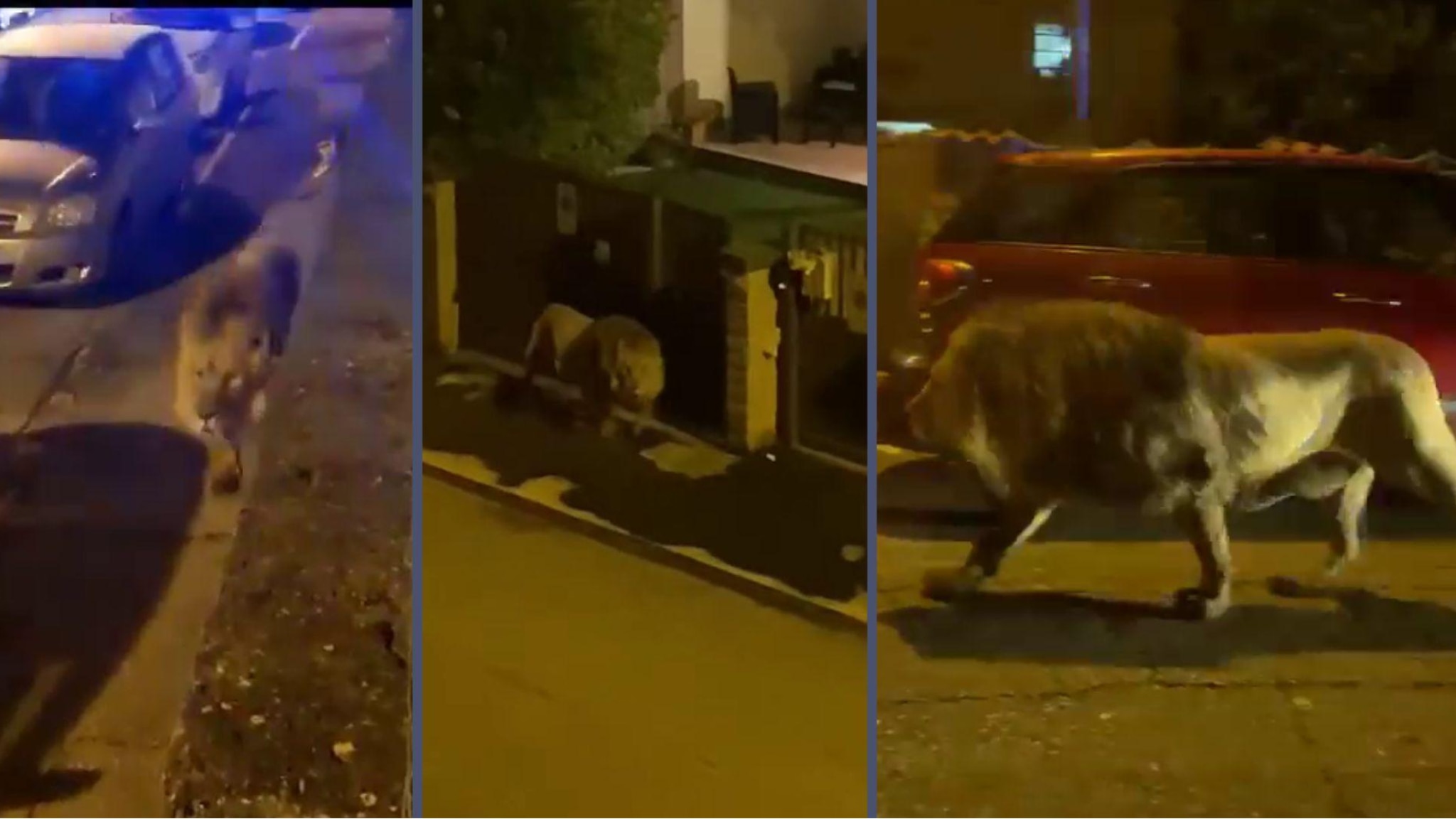 I video del leone per la strada a Ladispoli. Forze dell’ordine a caccia, il sindaco: “State a casa”