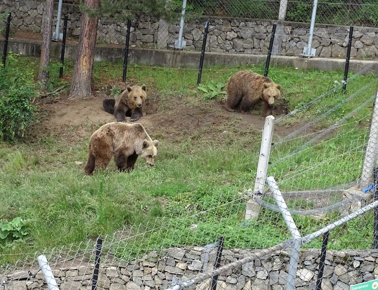 Alcuni orsi del parco per orsi a Belitsa in Bulgaria (Foto da Fb)