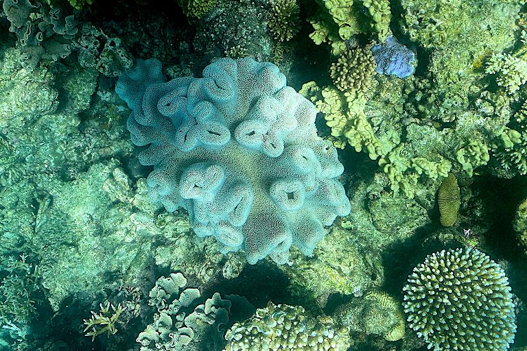 La condizione attuale del corallo sulla Grande Barriera Corallina, al largo della costa dello stato australiano del Queensland, 7 marzo 2022
