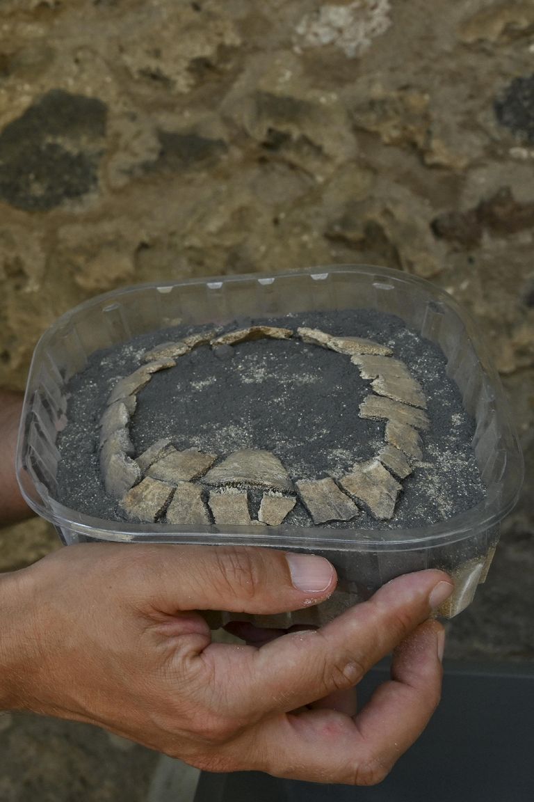 La tartaruga di terra col suo uovo mai deposto, ritrovato a Pompei