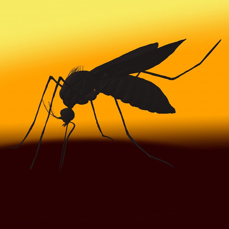 zanzara febbre dengue