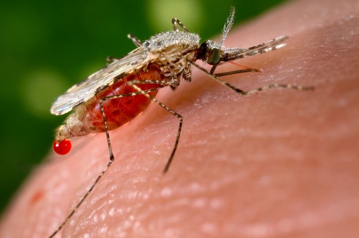 Zanzara Anopheles Stephensi