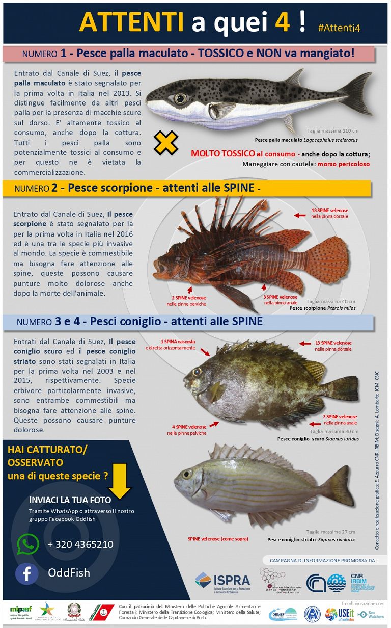 Ispra: مراقب عقرب ماهی باشید، دو مشاهده جدید در کالابریا