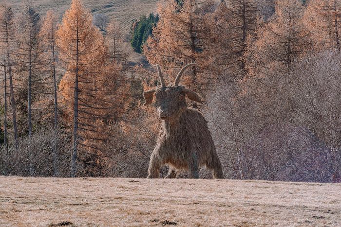 Goat by Francesco "French" Avancini in Trentino, on Mount Bondone