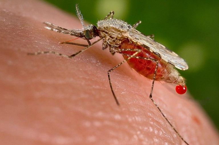 La Zanzara Anopheles Stephensi, un parassita vettore della malaria